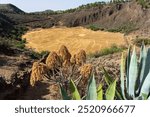 Volcano caldera - Caldera de los Marteles. Gran Canaria. Canary Islands. Spain.