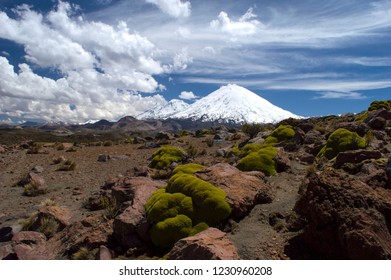 Volcano View With Llareta. North Of Chile