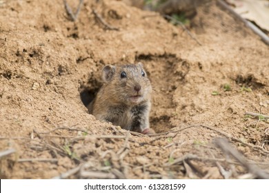 Vole Mice