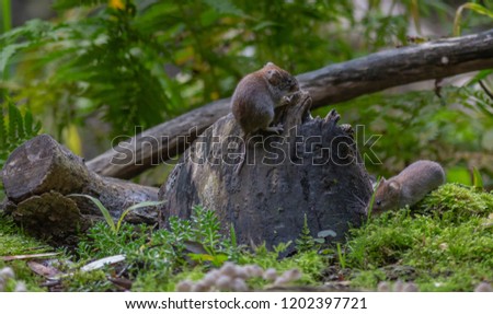 Similar – Image, Stock Photo snail family Nature Meadow