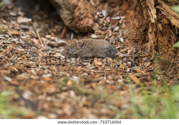 Vole On Forest Floor Eating Stock Photo Edit Now 710716066