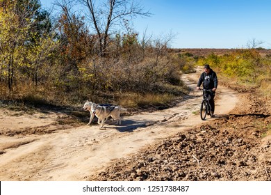 VOLGOGRAD - OCTOBER 13: Training of Husky at warm time of year without snow with the special bike instead of sleigh rides. October 13, 2018 in Volgograd, Russia.