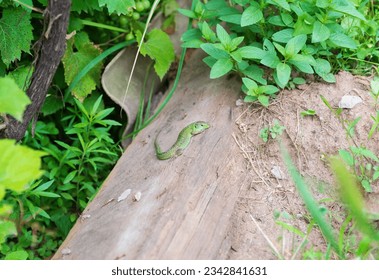 Volgograd region, Russia. A bright green nimble lizard lives in a garden among old bricks and stones.
 - Shutterstock ID 2342841631