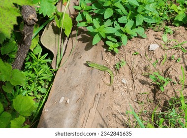 Volgograd region, Russia. A bright green nimble lizard lives in a garden among old bricks and stones.
 - Shutterstock ID 2342841635