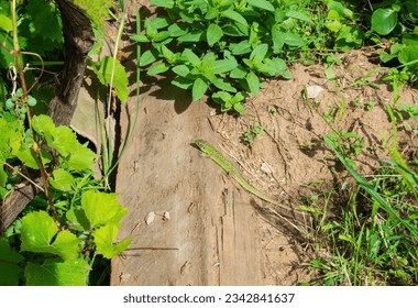 Volgograd region, Russia. A bright green nimble lizard lives in a garden among old bricks and stones.
 - Shutterstock ID 2342841637