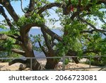 Volgograd region, RUssia - May 18, 2014: Old huge oak tree on the bank of the river