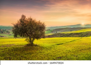 Volterra, countryside panoramic view, lonely olive tree, rolling hills and green fields on sunset. Pisa, Tuscany Italy Europe. - Powered by Shutterstock