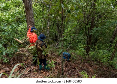 Volunteer Group Surveying Forest Fire Prevention And Forest Maintenance On Doi Pha Som Chiang Mai Province, Thailand - 1 June 2022