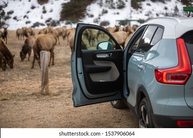 Volvo XC40 with Elk in the background. Estes Park, Colorado