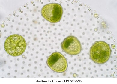 Volvox Is A Polyphyletic Genus Of Chlorophyte Green Algae Or Phytoplankton.They Live In A Variety Of Freshwater And Marine Habitats