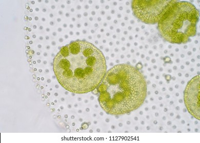 Volvox Is A Polyphyletic Genus Of Chlorophyte Green Algae Or Phytoplankton.They Live In A Variety Of Freshwater And Marine Habitats