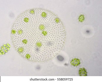 Volvox Is A Polyphyletic Genus Of Chlorophyte Green Algae Or Phytoplankton.They Live In A Variety Of Freshwater And Marine Habitats