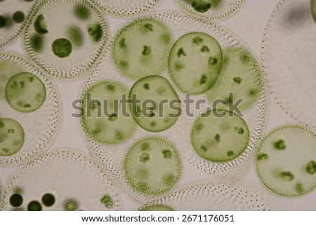 Volvox sp., a green micro-algae which live in freshwater.