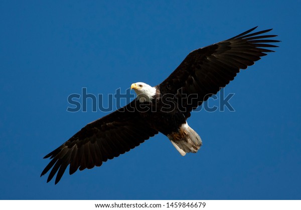 Volwassen Amerikaanse Zeearend De Vlucht Adult Stock Photo Edit Now 1459846679