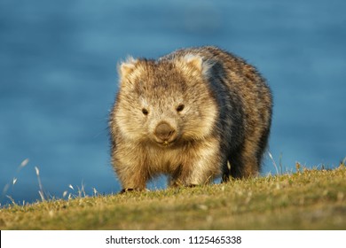 Vombatus ursinus - Common Wombat in the Tasmanian scenery, eating grass in the evening on the island near Tasmania. - Shutterstock ID 1125465338