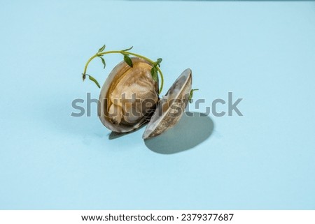 Vongole clam, open cooked close-up