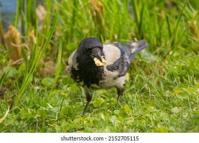 a voracious crow stands on the grass and eats a crumb of bread