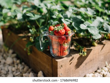 Voronezh/Russia-06.26.2020: Delicious freshly picked red ripe strawberries in a glass pyrex measuring cup, standing on a wooden sides of a berry patch, close up view