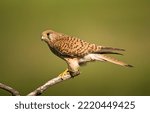 Vrouwtje Torenvalk op een tak; Female Common Kestrel perched on a branch