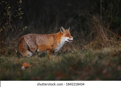 キツネぞく の画像 写真素材 ベクター画像 Shutterstock