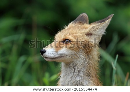 Vulpes vulpes. A wet fox cub on the edge of a forest in the south of Western Siberia