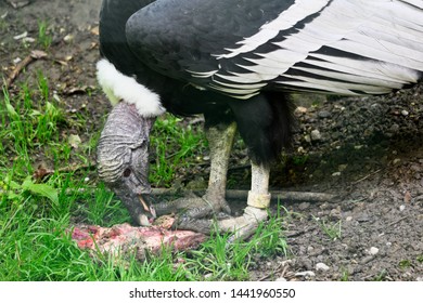 Vultur Gryphus - Andean Condor Eating Carrion In An Outdoor Aviary.