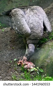 Vultur Gryphus - Andean Condor Eating Carrion In An Outdoor Aviary.