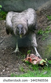 Vultur Gryphus - Andean Condor Eating Carrion In An Outdoor Aviary.