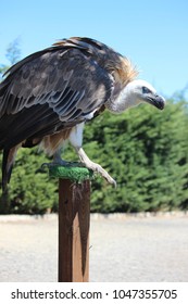 Vulture
