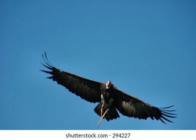 Vulture