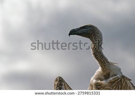 A vulture bird with a long neck and sharp beak is shown in profile with detailed feathers and a cloudy sky background.