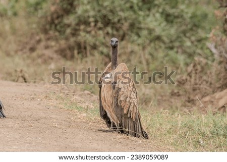Vulture Bird in Masai Mara Kenya Africa