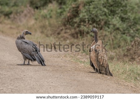 Vulture Bird in Masai Mara Kenya Africa