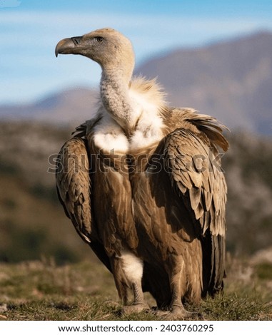 Vulture Bird, vulture is a bird that eats carrion and animal carcasses