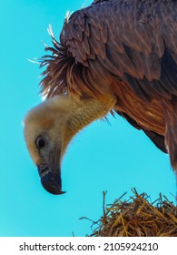 Vulture Close Up Looking Down With Bald Head And Feathers On Blue Sky Background.