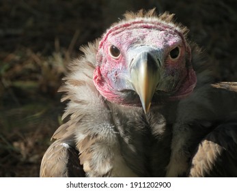 The Vulture Death Stare Judgment