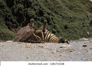 Vulture Enjoying A Large CARCASS At Chakrata, India