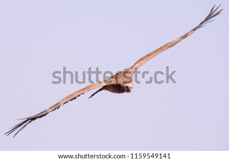 Similar – Awesome bird of prey in flight