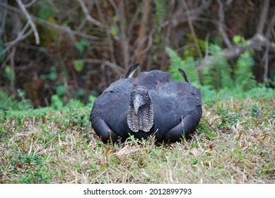 Vulture In Everglades National Par, Florida