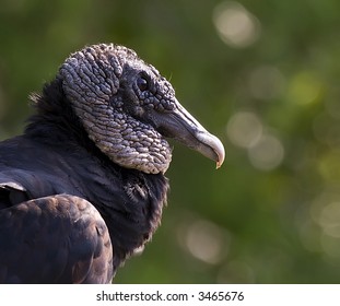 Vulture Face Only Mother Could Love Stock Photo 3465676 | Shutterstock