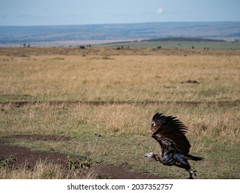 Vulture Flying Africa, Mid Flight In Kenya East Africa Safari, African Safari Animals, Birds Of Prey 