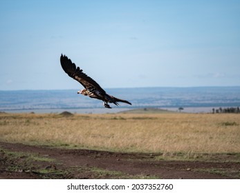 Vulture Flying Africa, Mid Flight In Kenya East Africa Safari, African Safari Animals, Birds Of Prey 