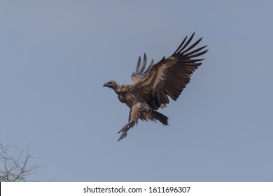 Vulture Flying, Airborne Vulture, South African Vulture, White Backed Vulture.