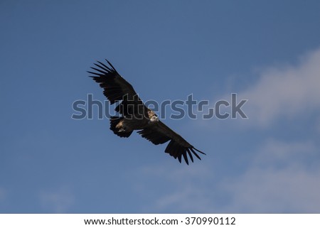 Foto Bild Griffon Vulture (Gyps fulvus) freigegeben