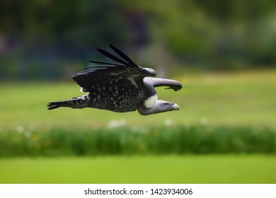 Rüppell's Vulture Or Rüppell's Griffon Vulture (Gyps Rueppelli) Flying With Green Background. Big African Vulture In A Green.