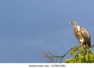 Rüppell's vulture or Rüppell's griffon vulture (Gyps rueppellii) purchased on a tree branch. Serengeti National Park. Tanzania