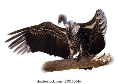 Vulture Isolated On White