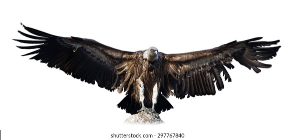 Vulture. Isolated Over White Background