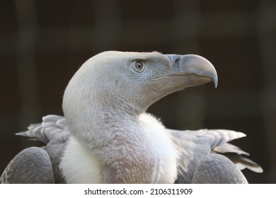 A vulture looking with intent.