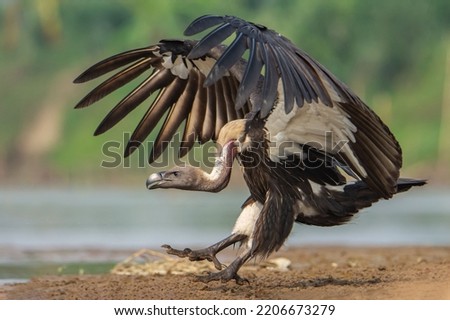 A vulture with open wings approaching the ground